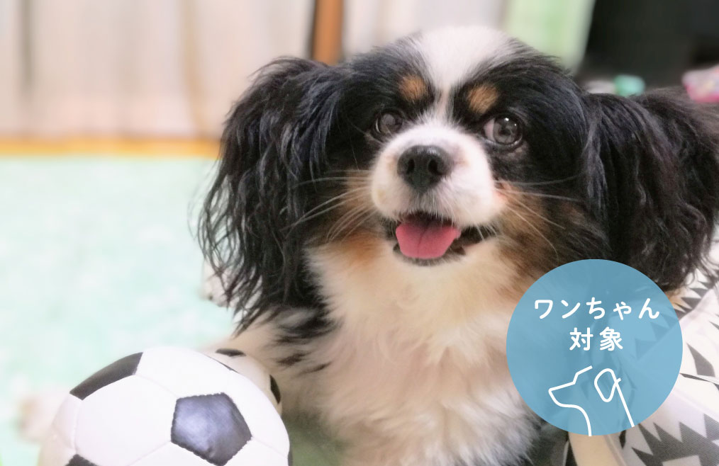 ワンちゃん対象